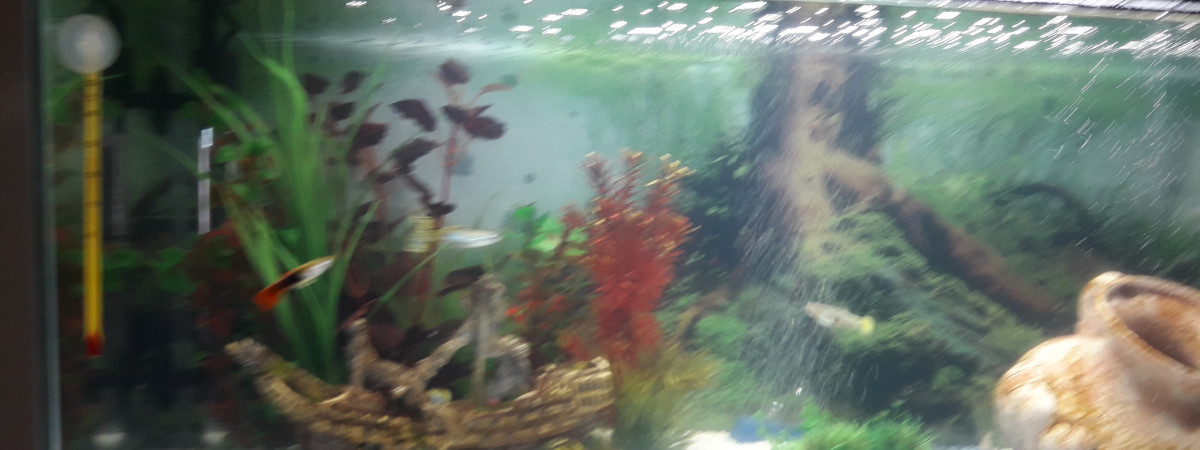 aquarium guppy