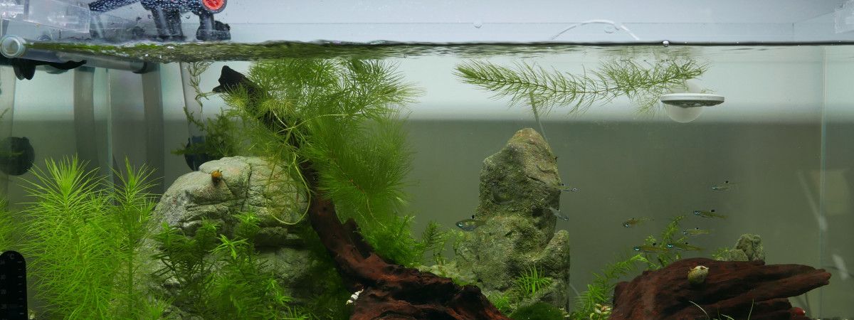aquarium 50L de Dorsiocellata crevettes et escargots