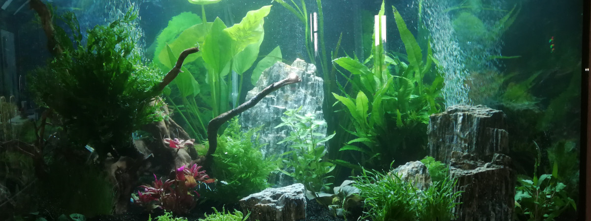 aquarium Trigon line led