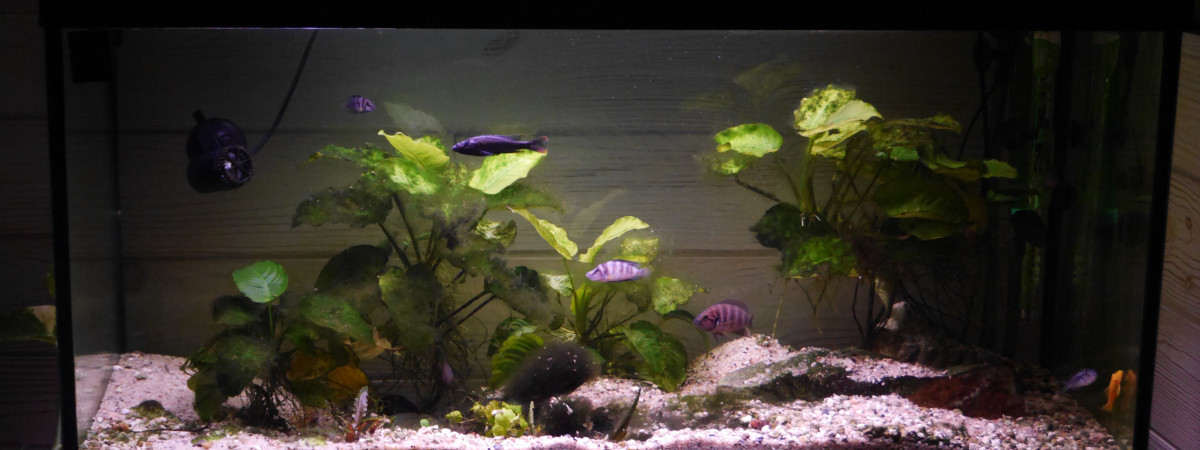 aquarium 200l Tanganyika