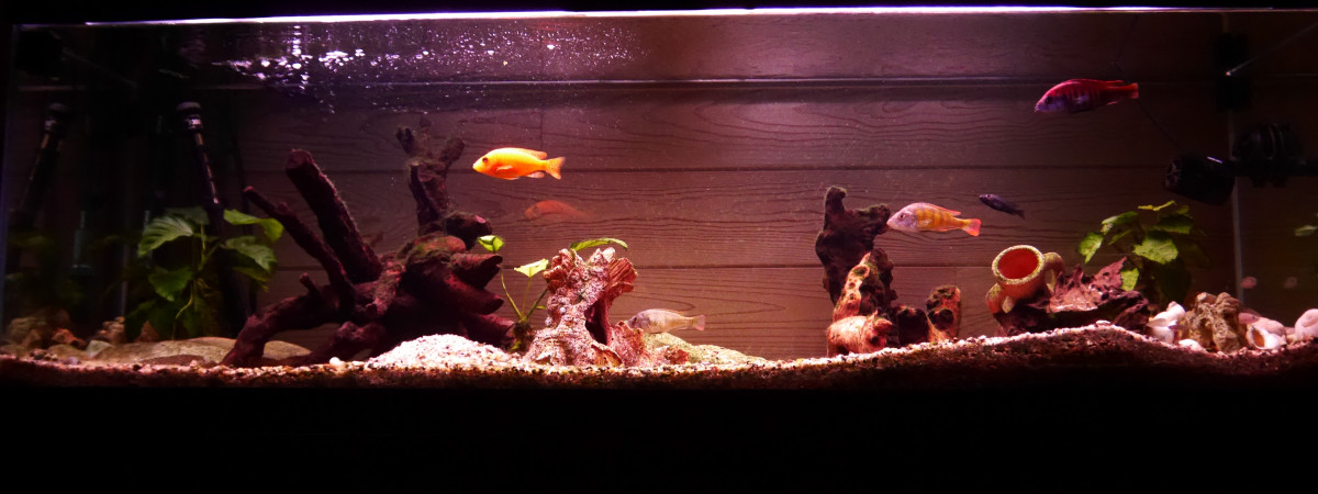aquarium 300l Victoria
