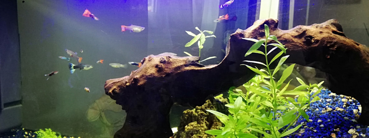 aquarium Guppy