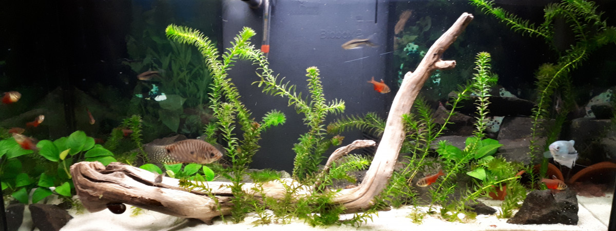 aquarium Aqua cuisine