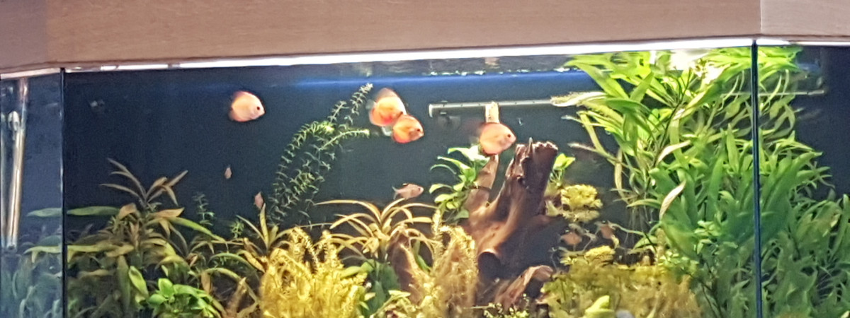 aquarium discus