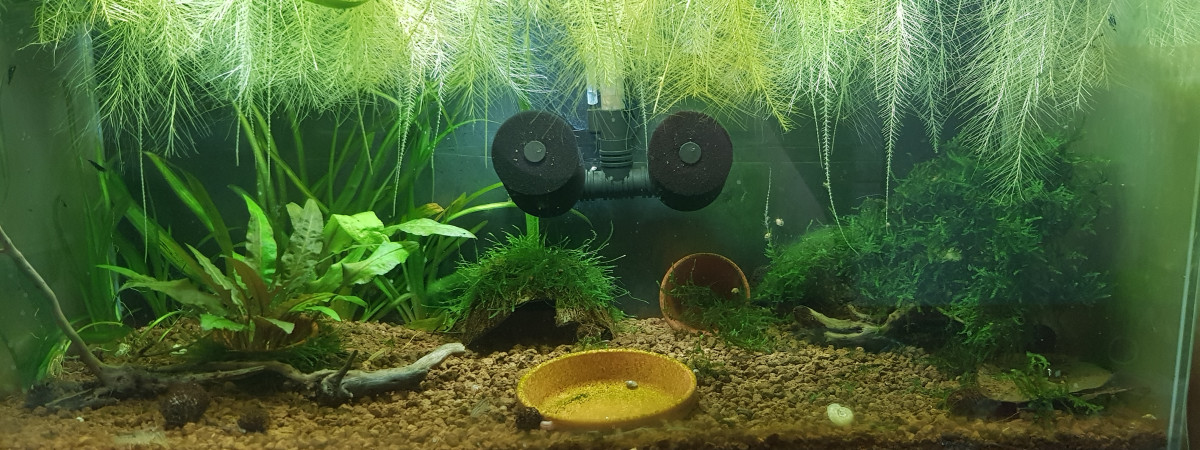 aquarium Crevette et diminutus