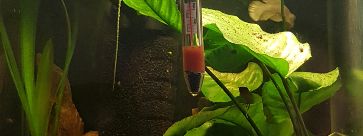 aquarium Betta