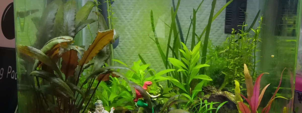 aquarium 30L Lana