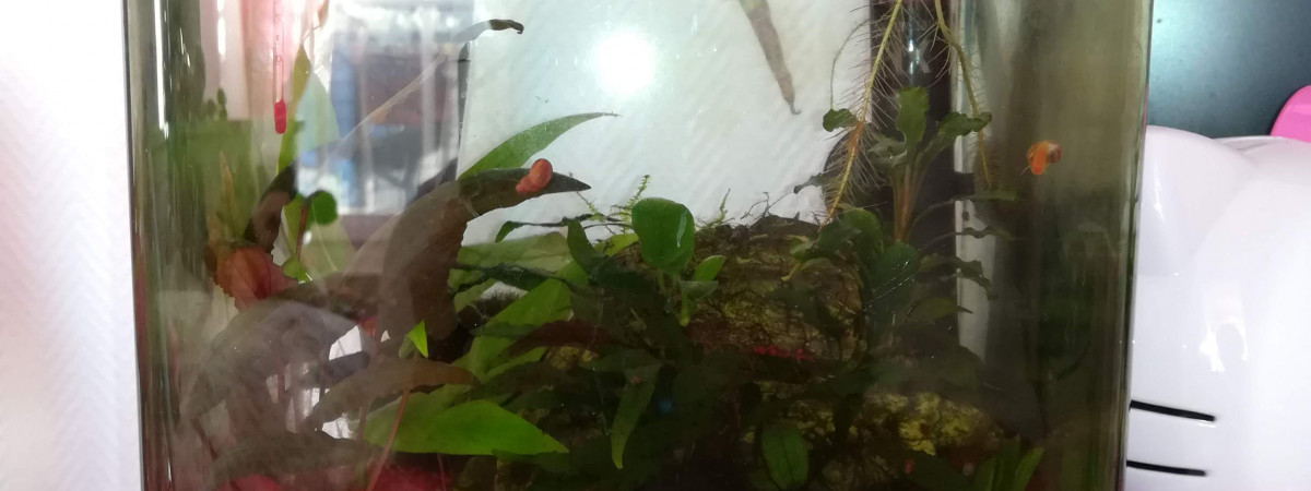 aquarium 10L Julia