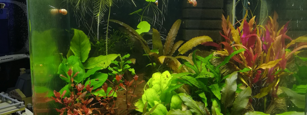 aquarium 30L Moi