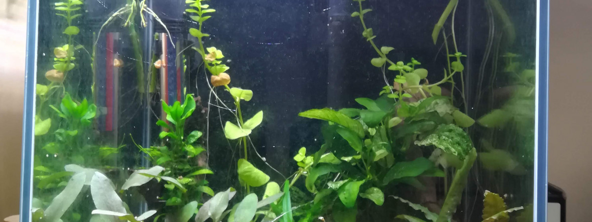 aquarium 20L Bureau