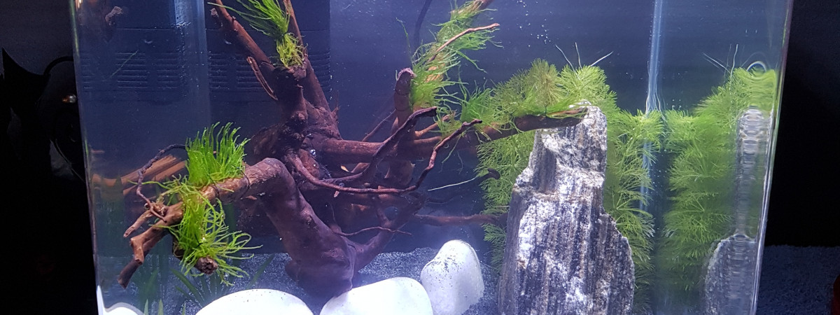 aquarium 30L Spé crevettes