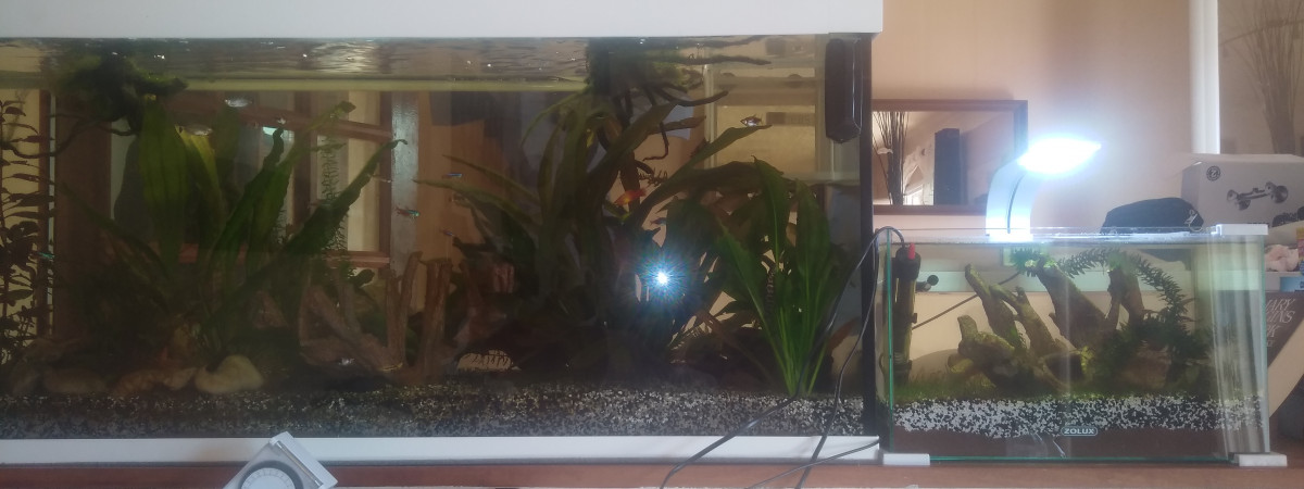 aquarium aquarium pour alvins
