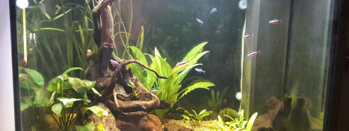 aquarium Communautaire 200 litres