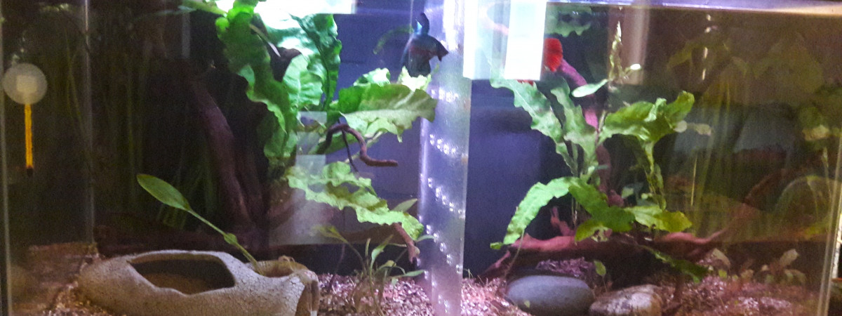aquarium Betta 54 litres