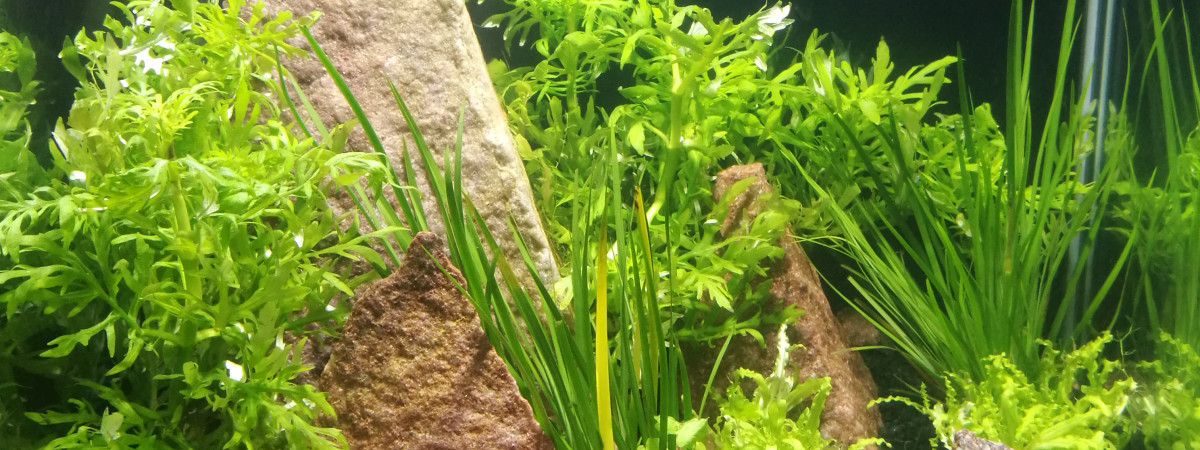 aquarium Nano 30L