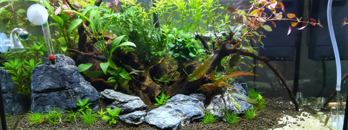 aquarium Amazonien