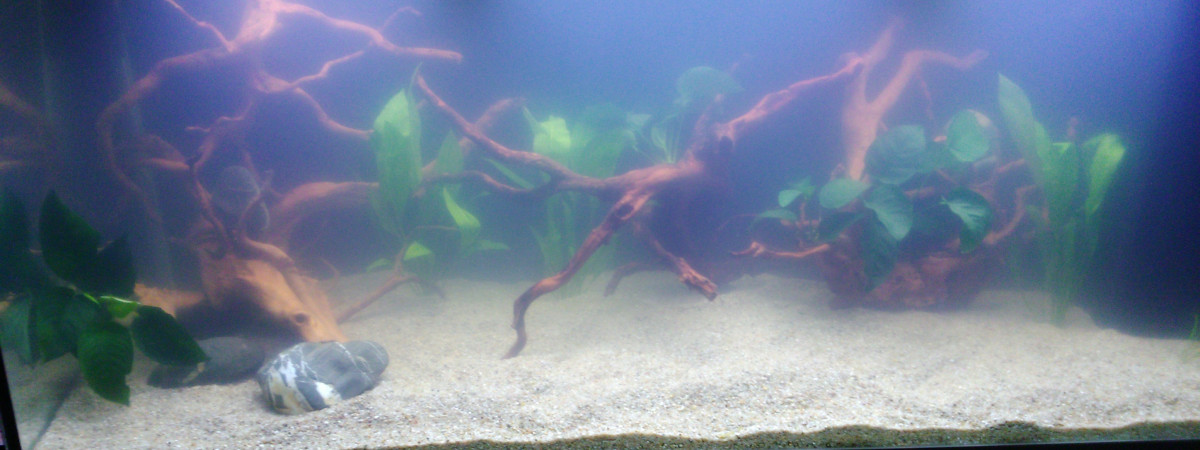 aquarium juwel 450
