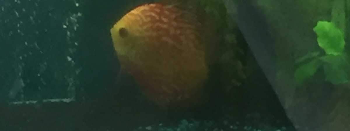 aquarium Biotope discus