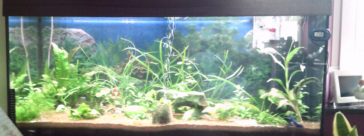 aquarium Dujardin