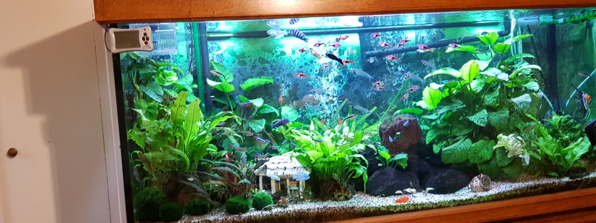 aquarium skip