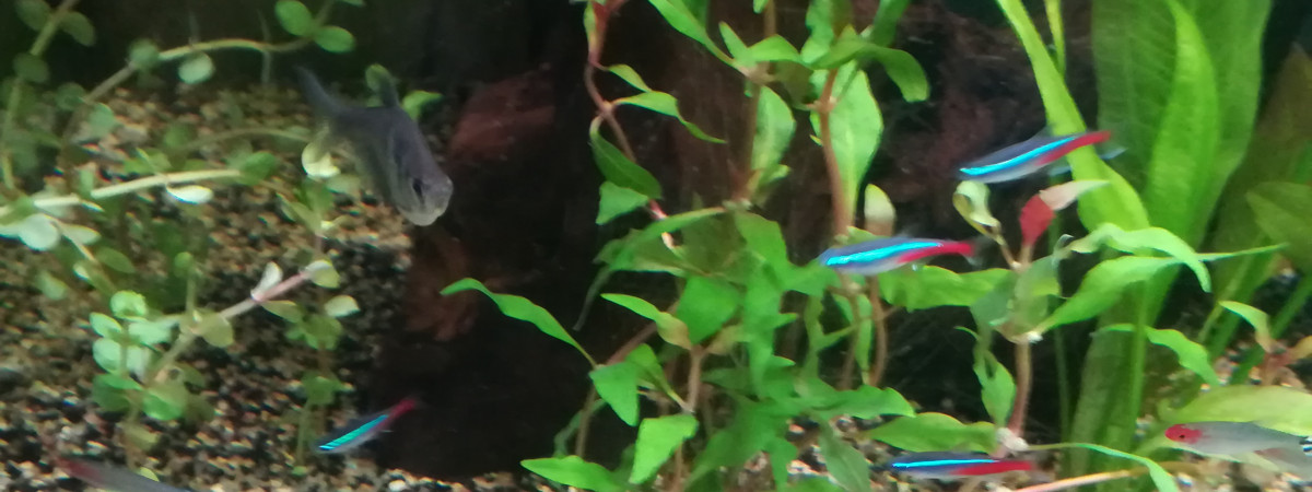 aquarium Eric