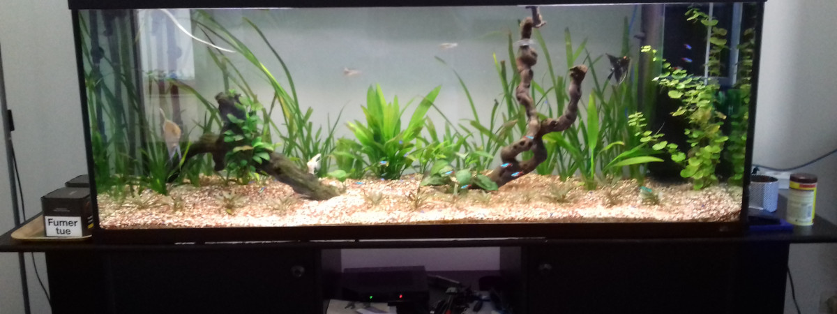 aquarium Scalaire