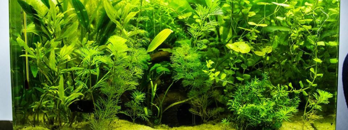 aquarium Scaper s Tank 35L