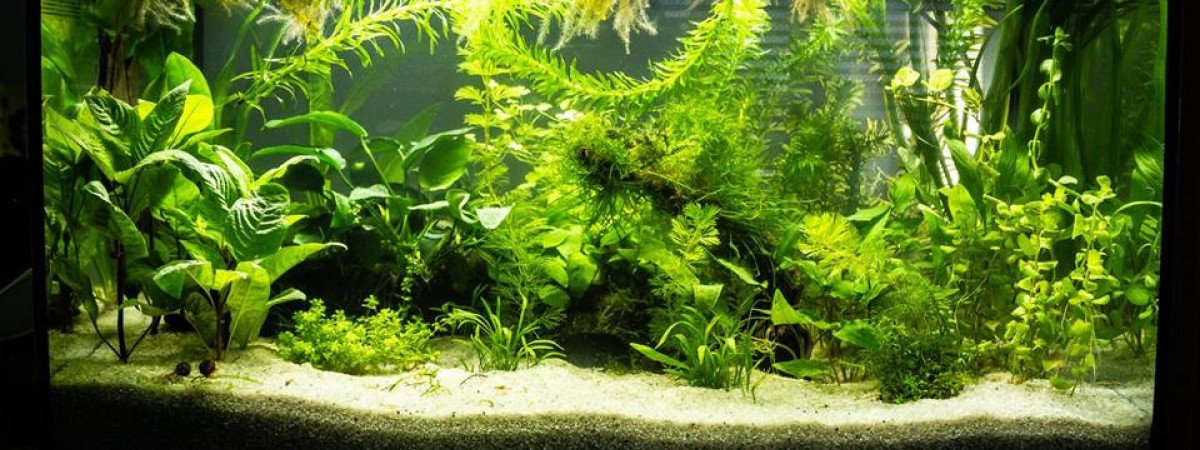 aquarium Aquatlantis 61L