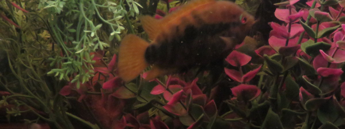 aquarium cichlidés archocentrus multispinosus