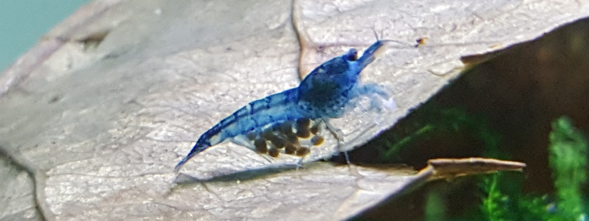 aquarium Nanos