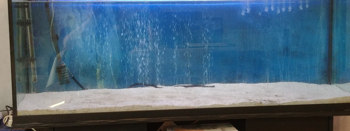 aquarium aquarium nattereri