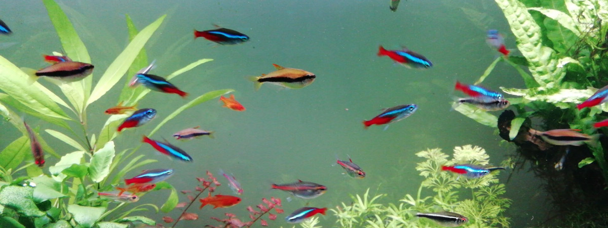 aquarium Aquarium 180 l