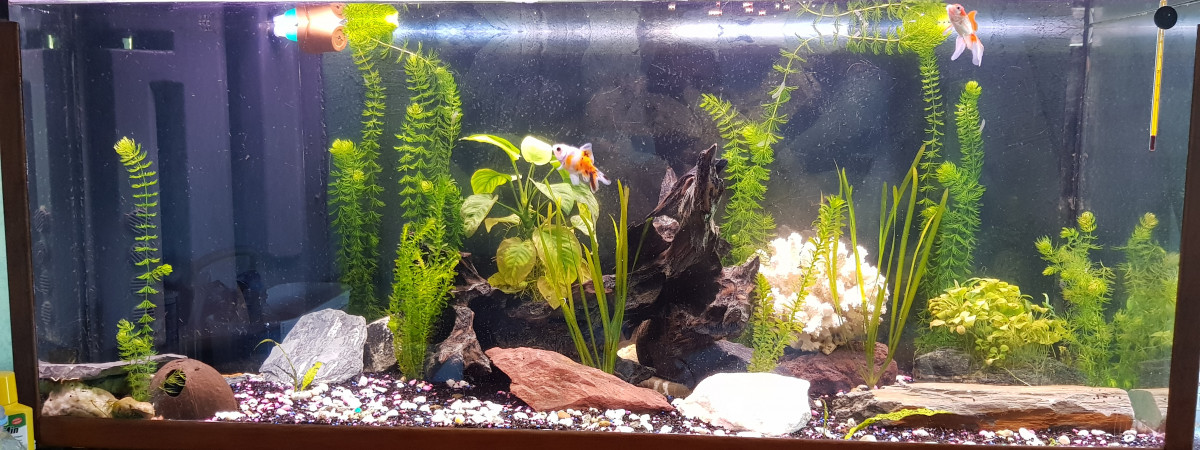 aquarium Aquarium 240l