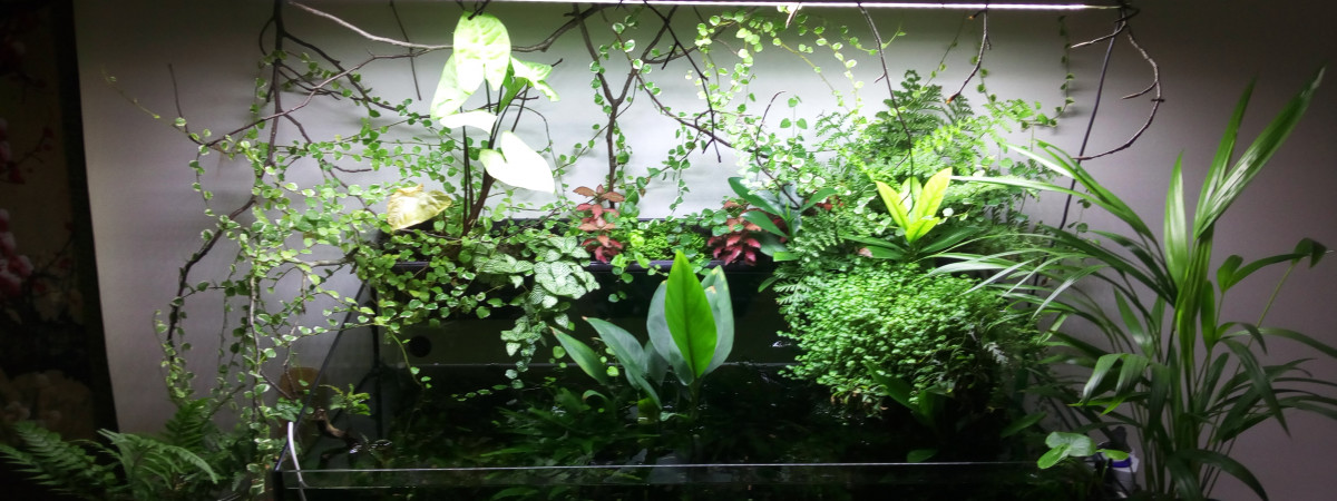 aquarium Petit coin tranquille