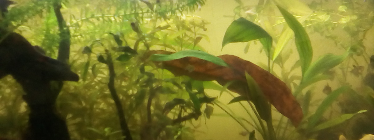 aquarium Biitope Amazonien
