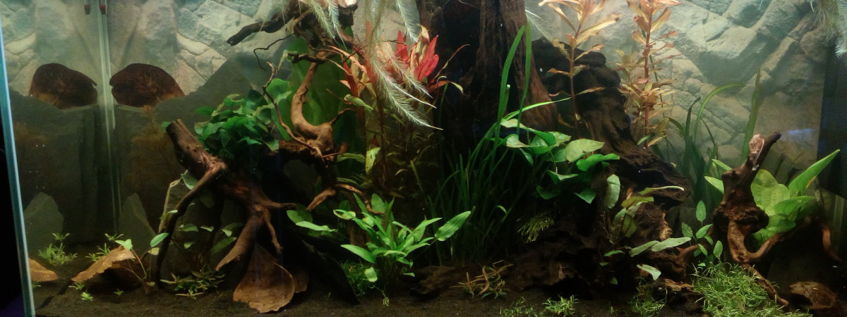 aquarium 233l amazonien