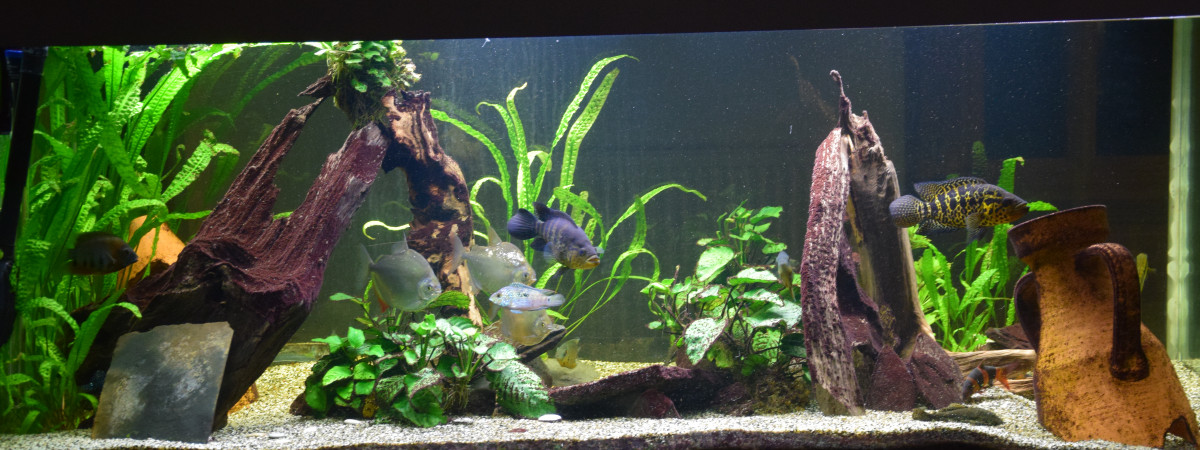 aquarium cube