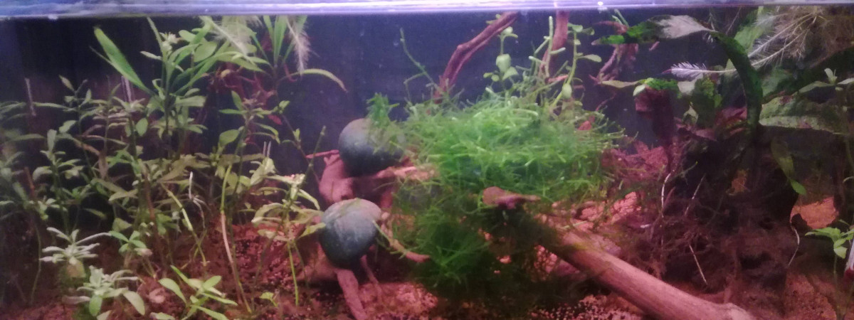 aquarium 60 L