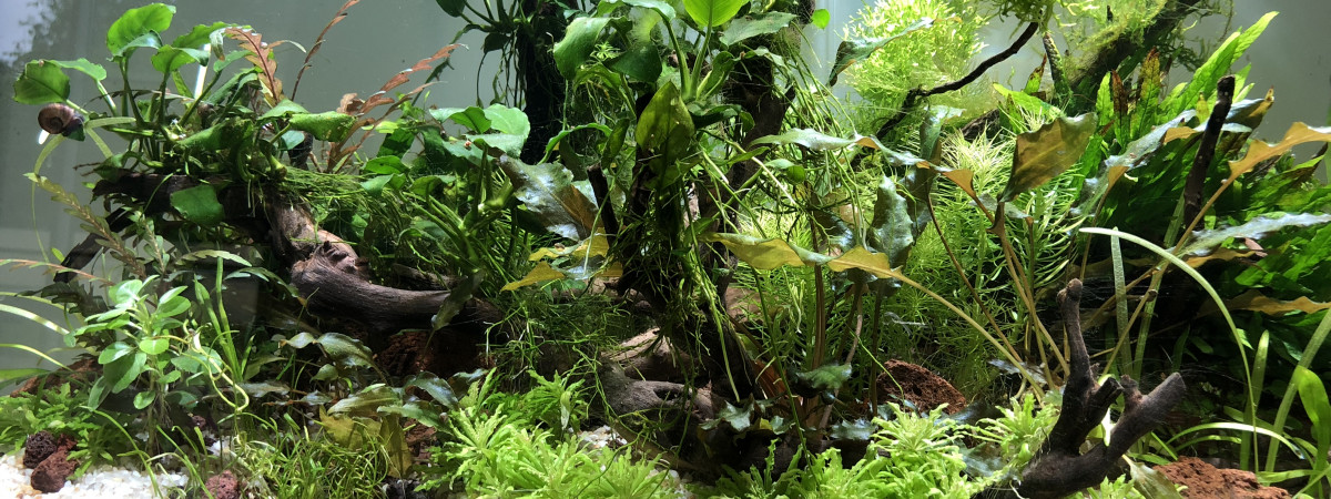 aquarium Cuisine