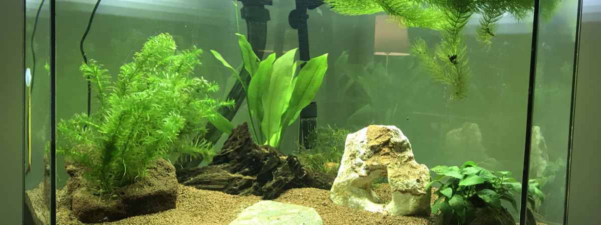 aquarium Aqua