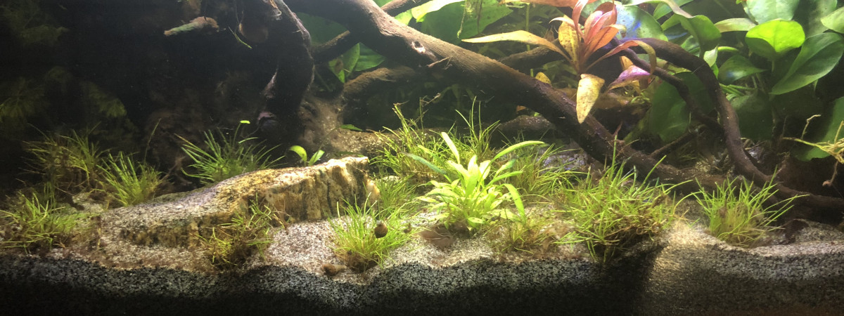 aquarium Nano 25 litres