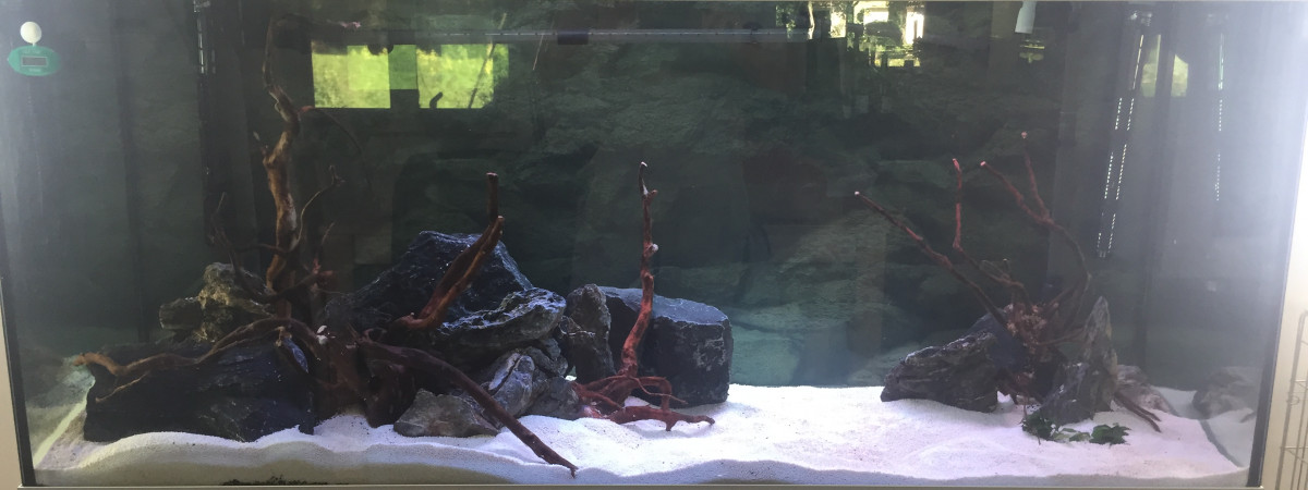 aquarium Amazonien
