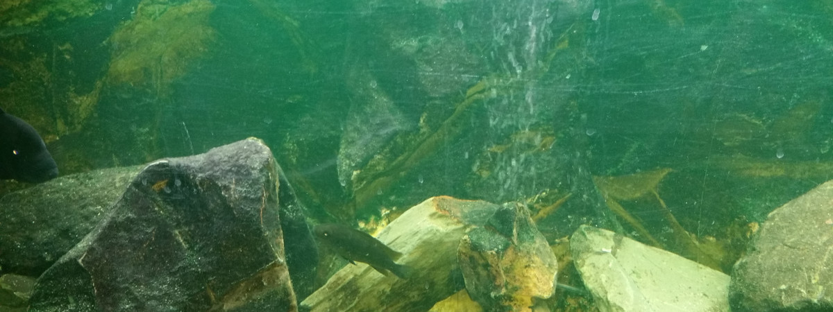aquarium cichlidés
