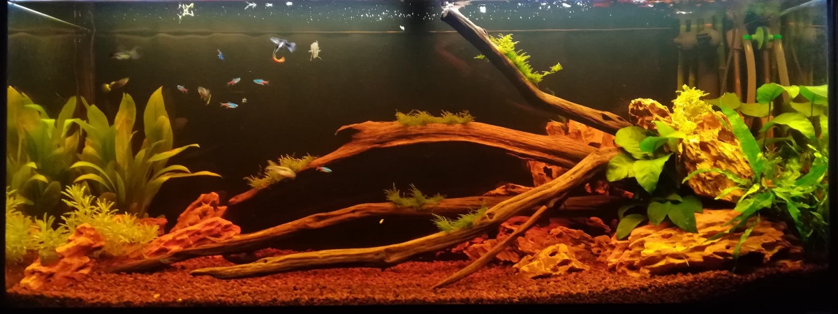aquarium Bac communautaire