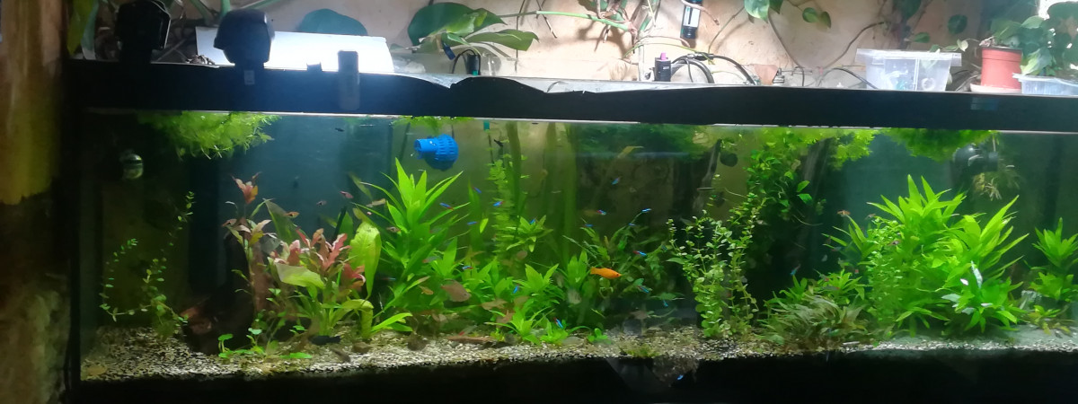 aquarium Tyty