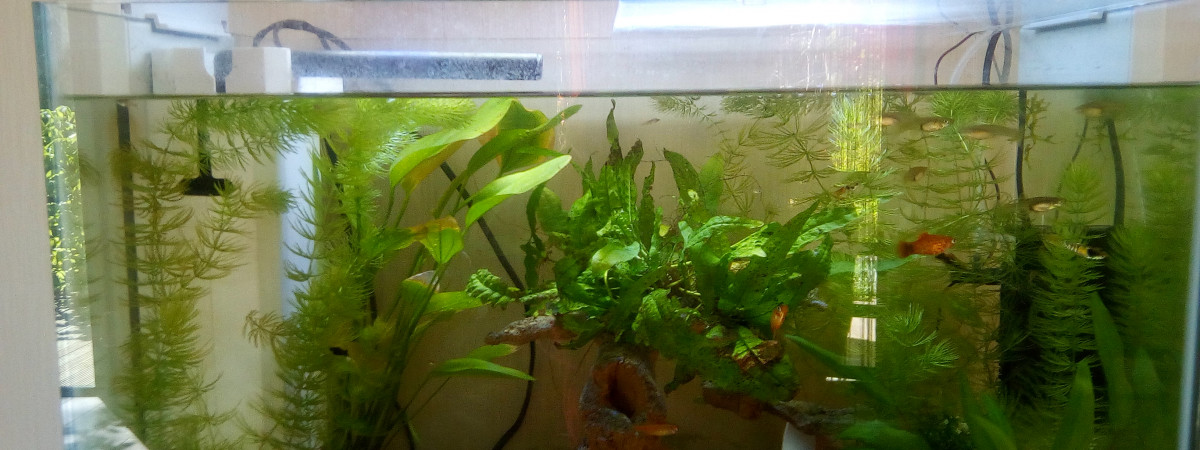 aquarium Superfish Home 60