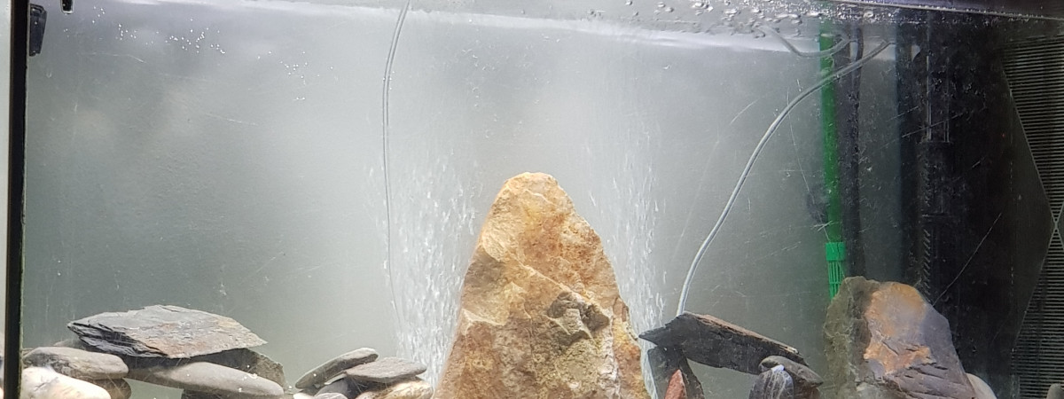 aquarium Biotope malawi