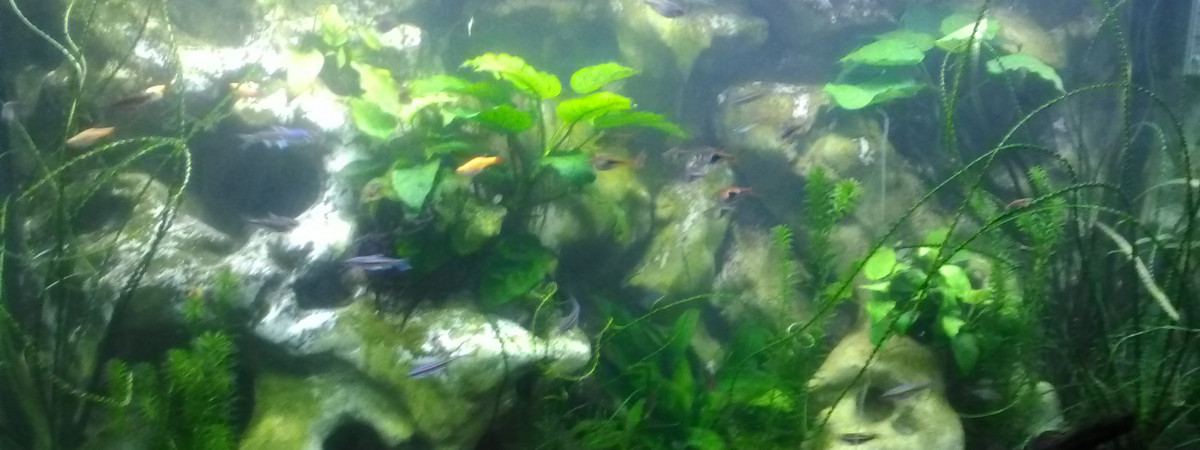 aquarium Asiatique