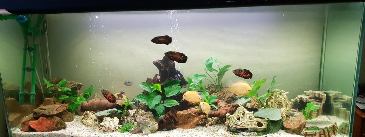 aquarium Cichlidé américain