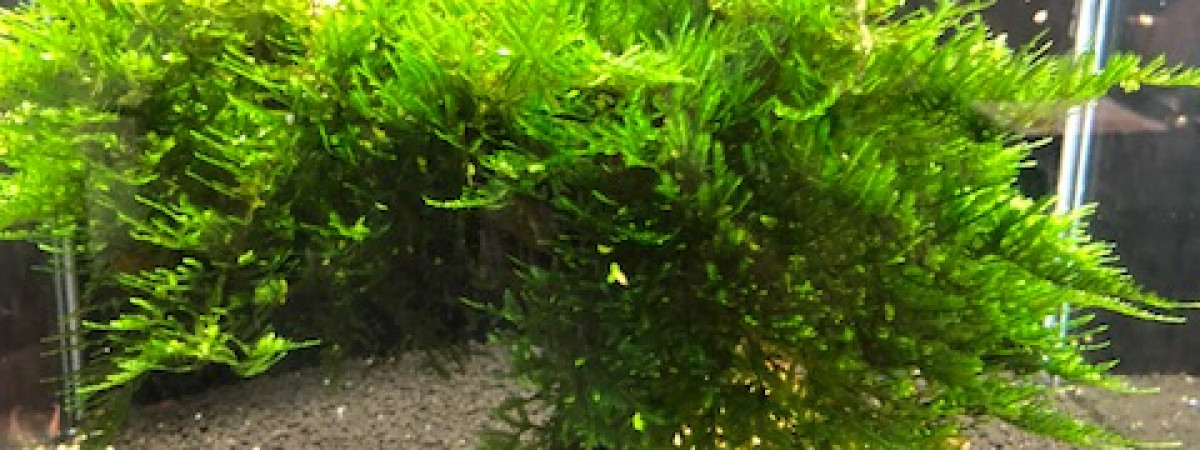 aquarium Aqua maison